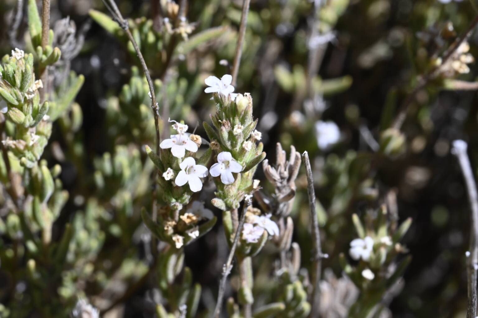 Micromeria lasiophylla flower