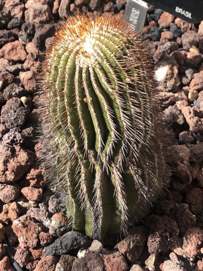 Uebelmannia pectinifera leaf