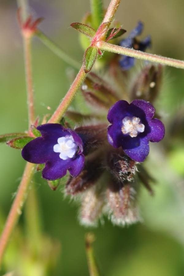 Anchusa officinalis flower
