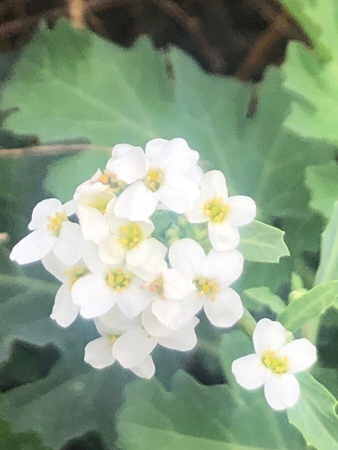 Crambe sventenii flower