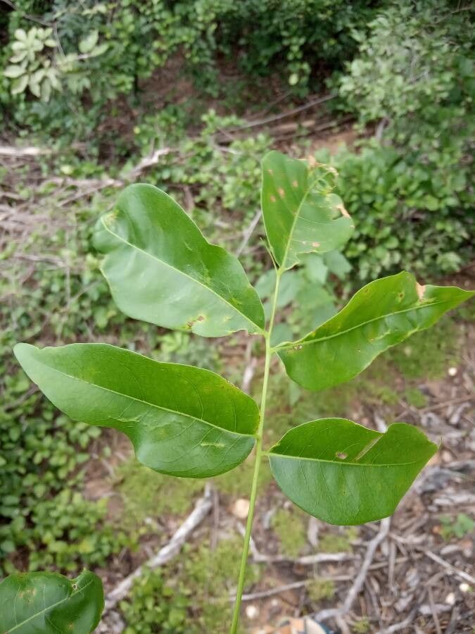 Tocoyena brasiliensis — related species from the same genus