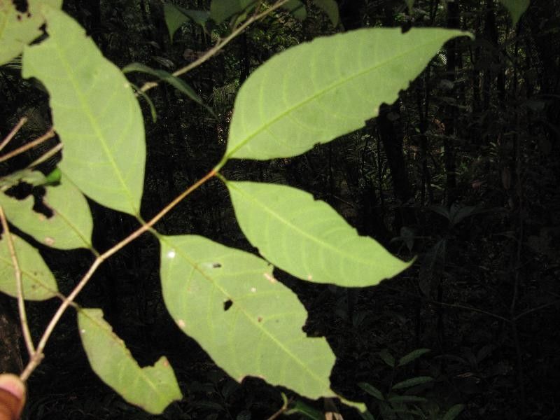 Inga pezizifera — houseplant care guide