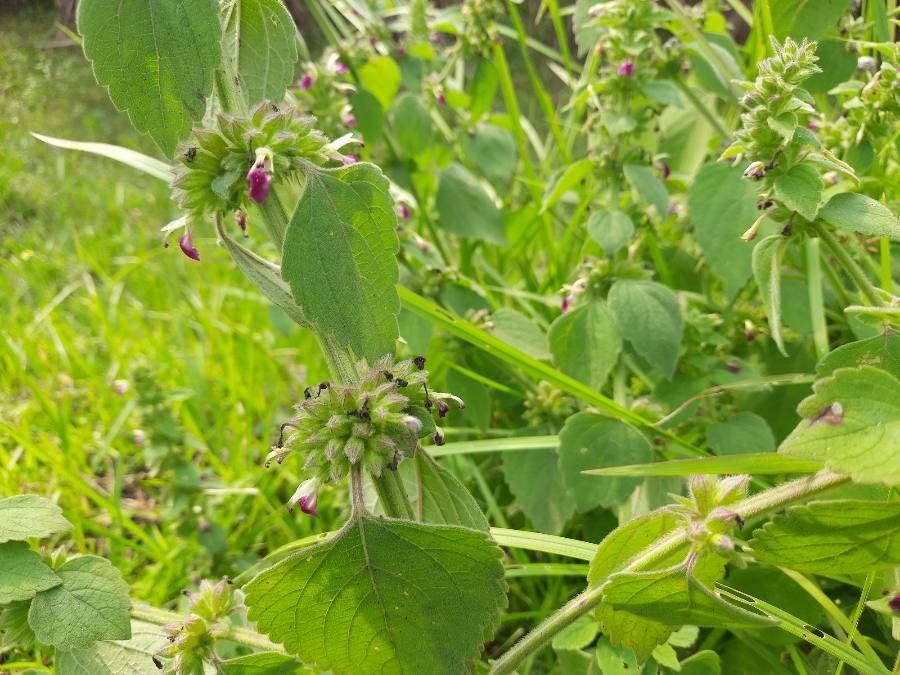 Anisomeles indica fruit