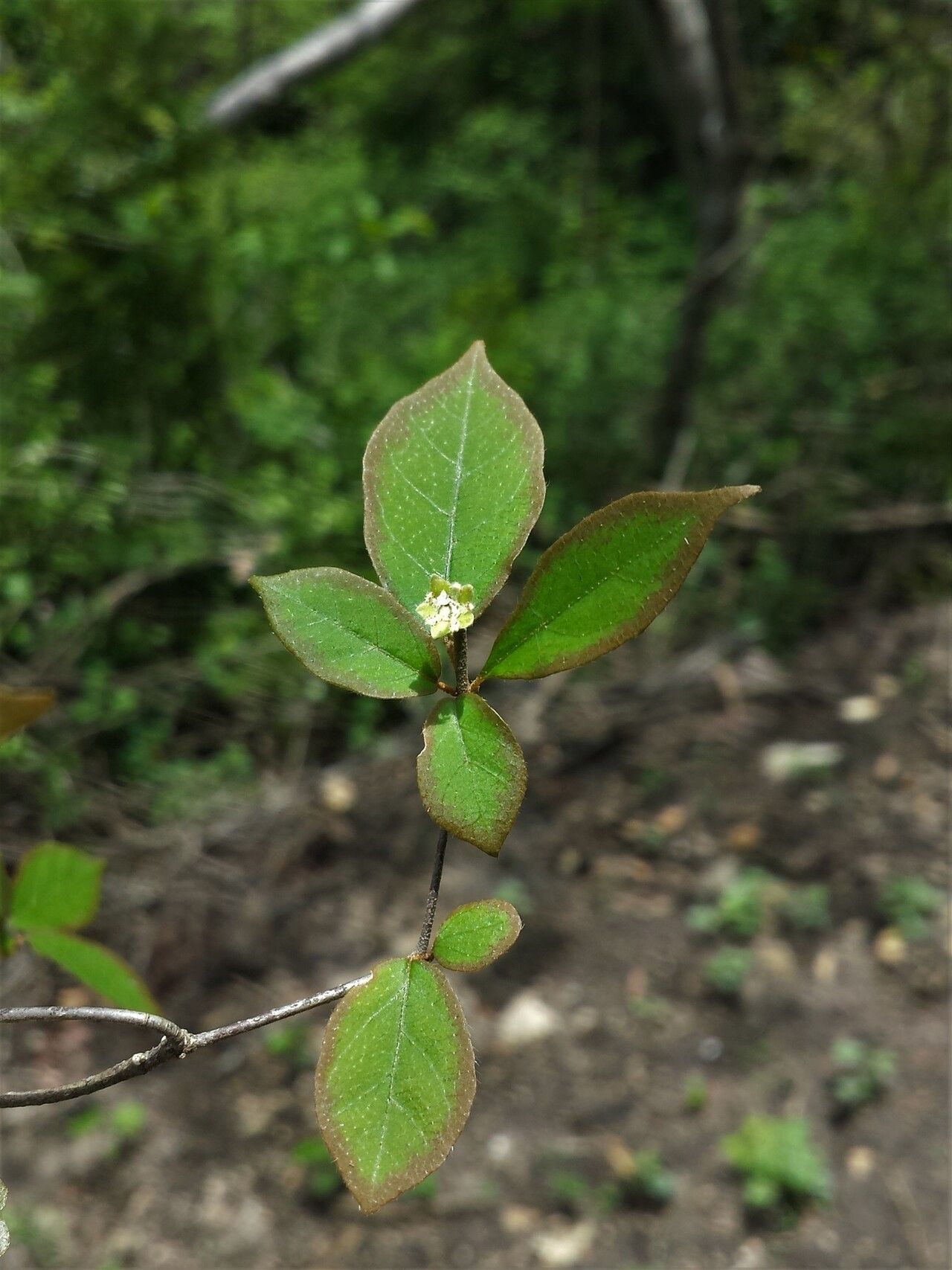 Euphorbia analamerae leaf