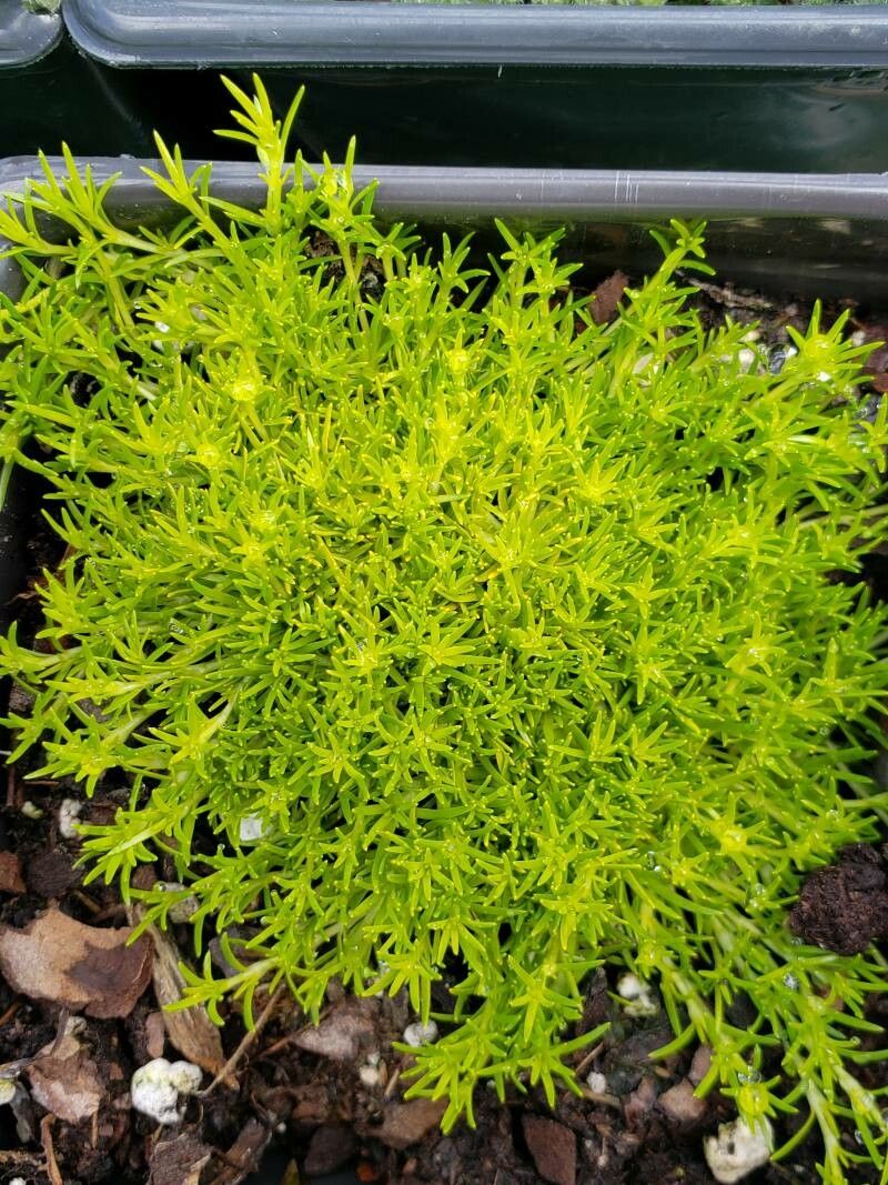 Sagina subulata — search result for 'Caryophyllaceae'