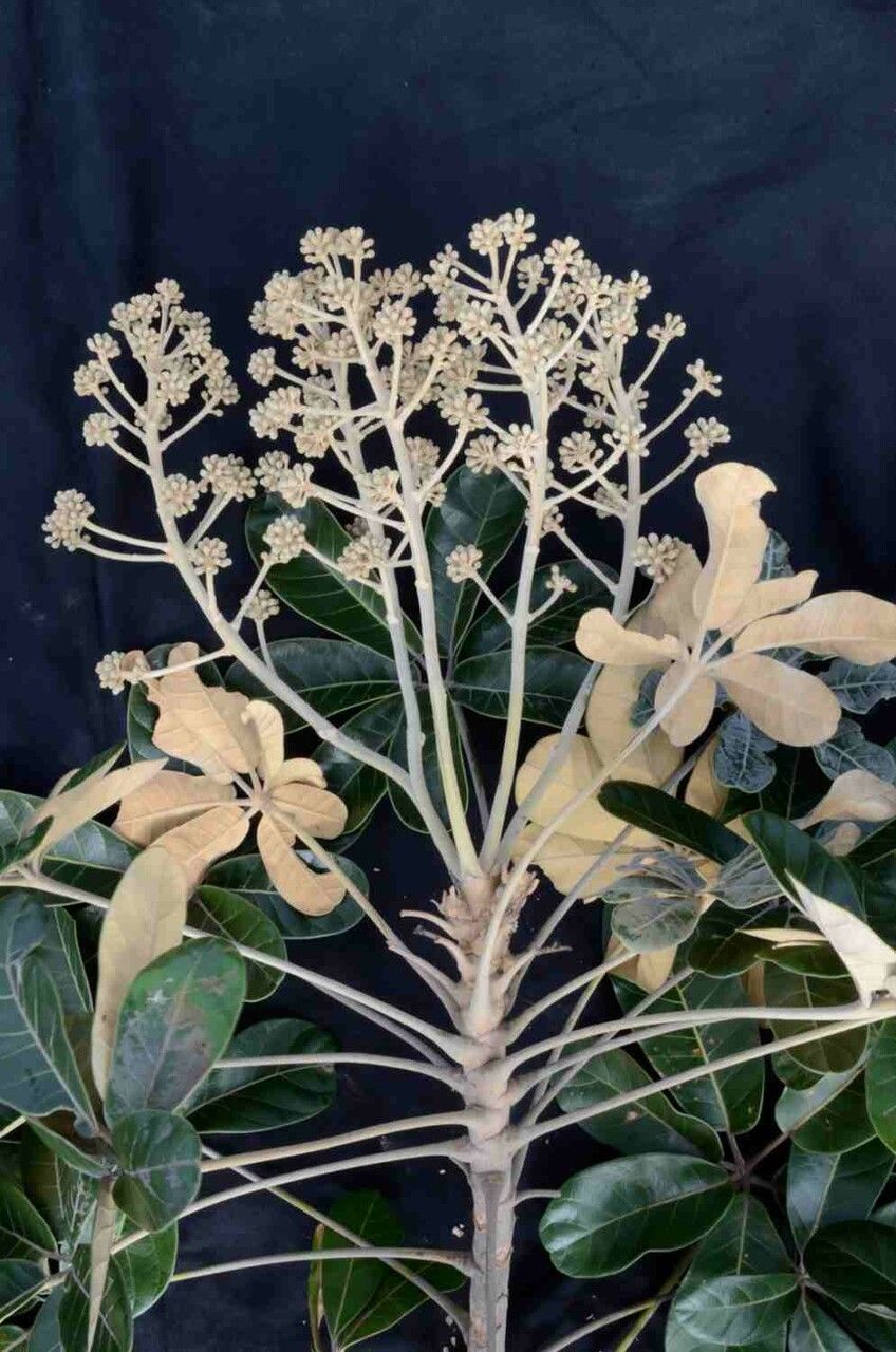 Schefflera macrocarpa leaf