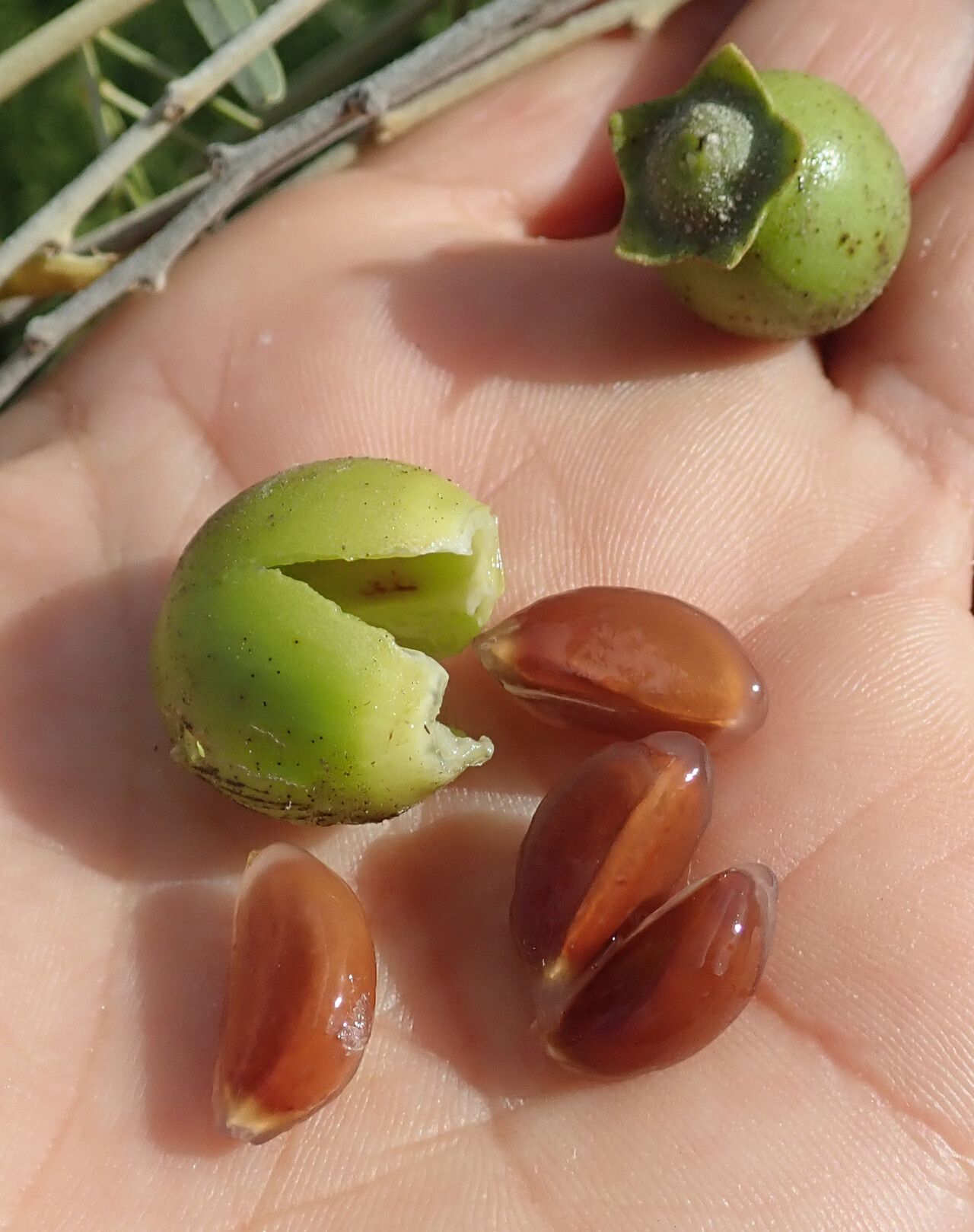 Diospyros nidiformis fruit