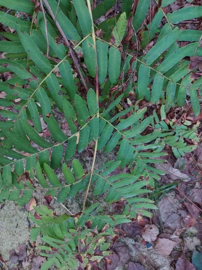 Osmunda regalis