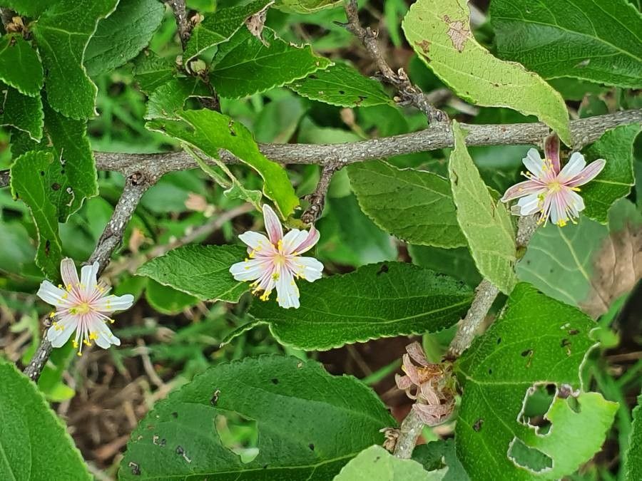 Grewia kakothamnos flower