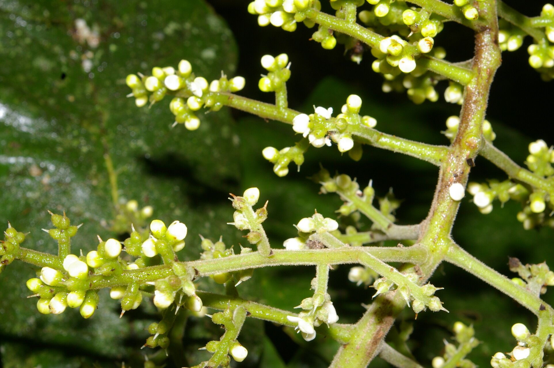 Meliosma cresstolina habit