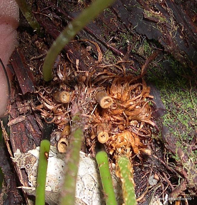 Elaphoglossum vieillardii bark
