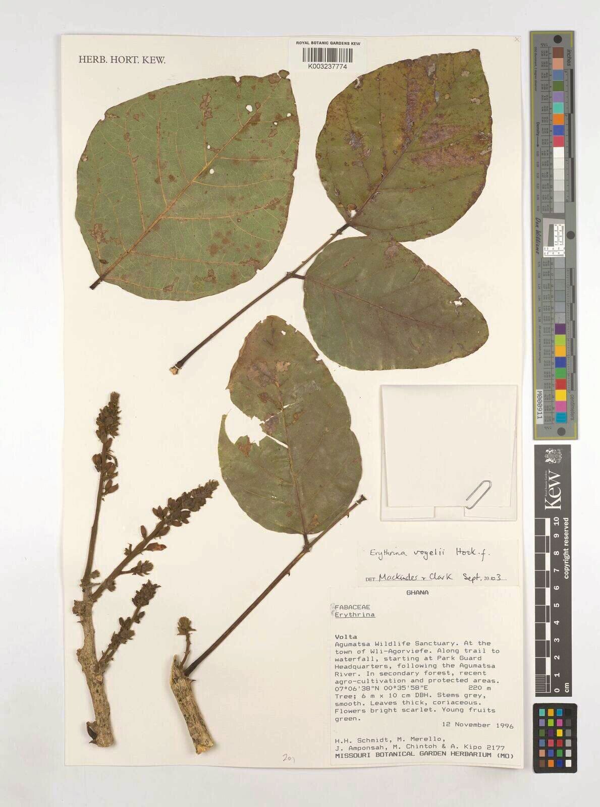 Erythrina vogelii — houseplant care guide