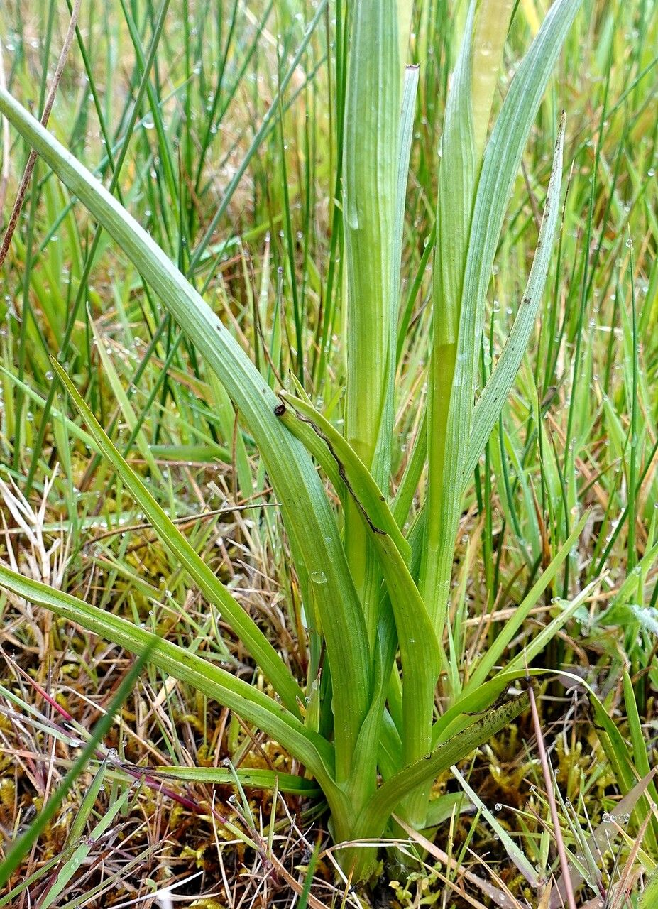 Anacamptis laxiflora leaf