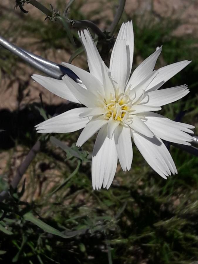 Rafinesquia californica flower