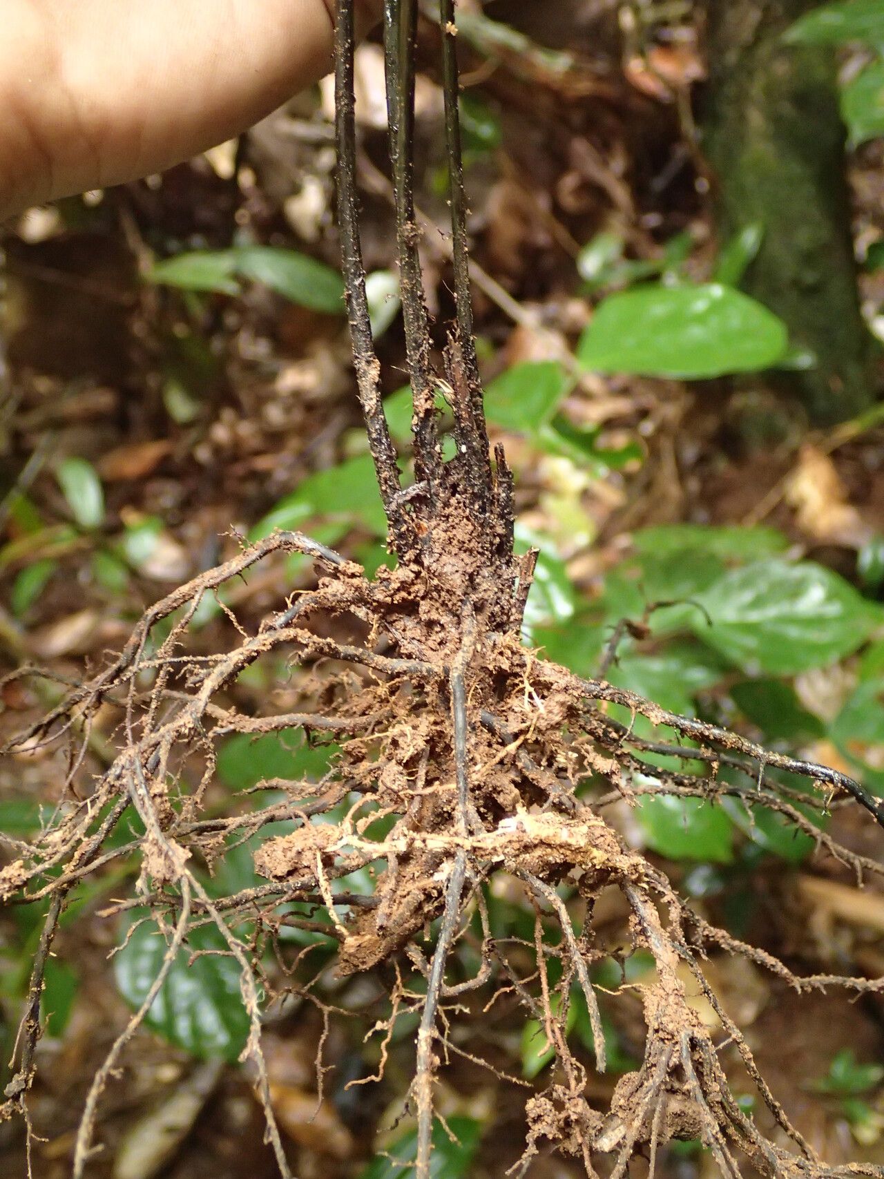 Diplazium welwitschii other