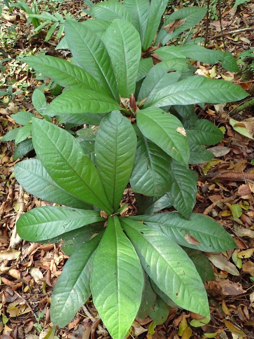 Ardisia mayumbensis — houseplant care guide