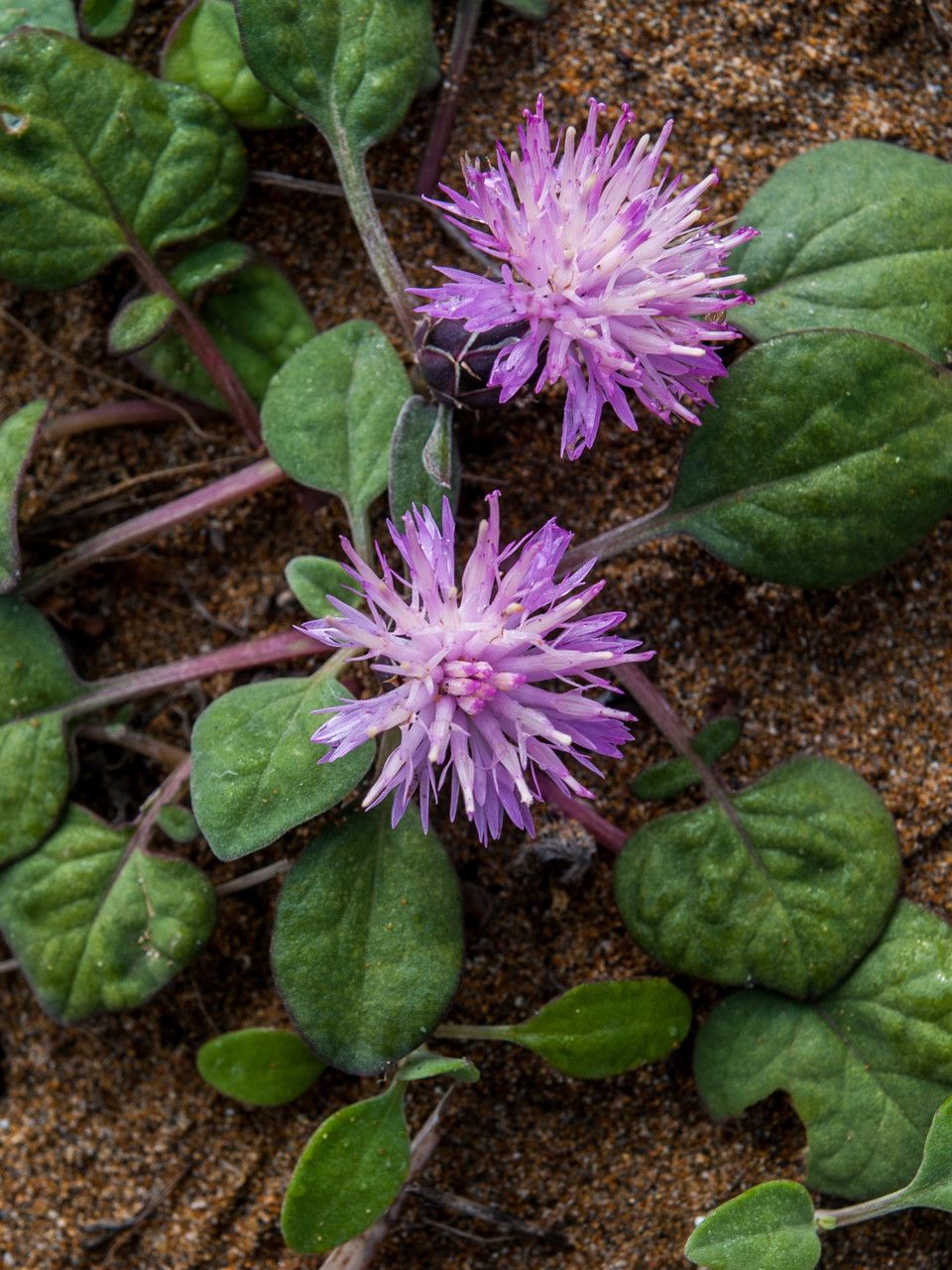 Centaurea aegialophila flower