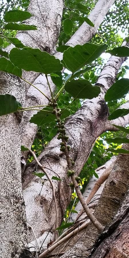 Ficus virens fruit