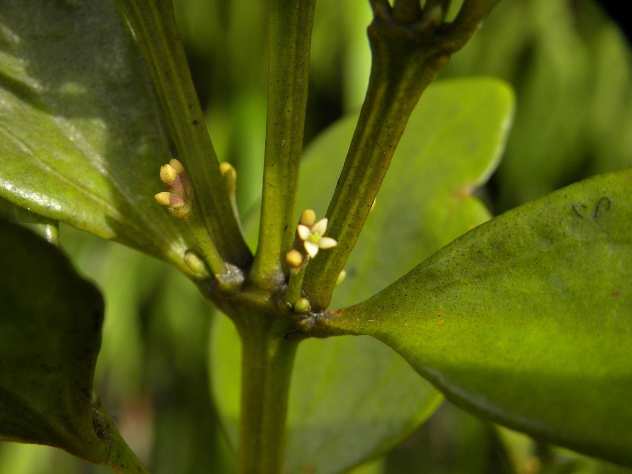 Viscum triflorum flower