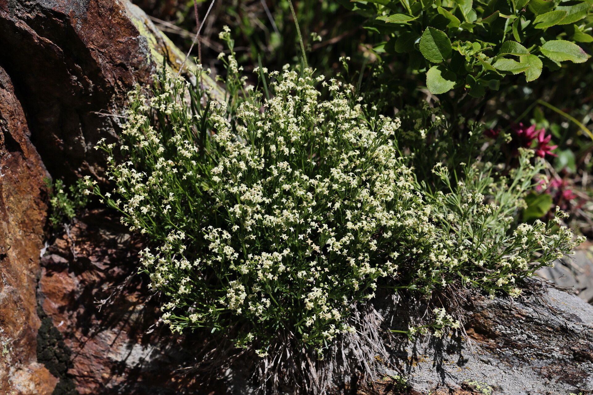 Galium tendae flower