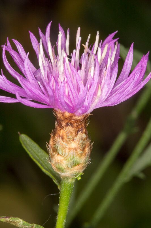 Centaurea kartschiana flower