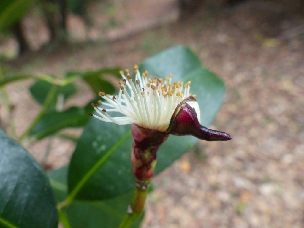 Syzygium pennelii flower