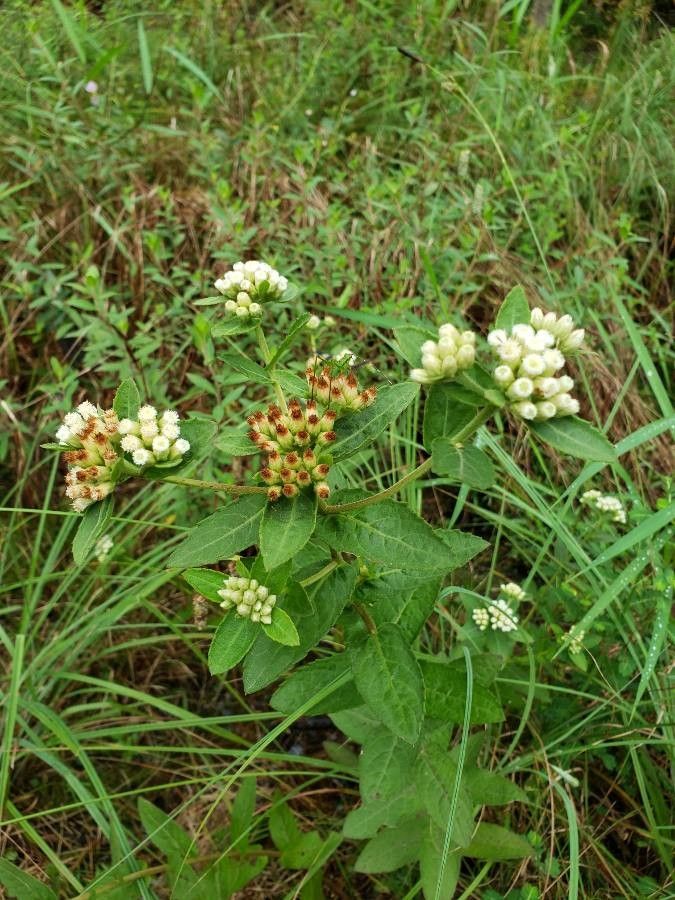 Pluchea foetida — search result for 'Pluchea'