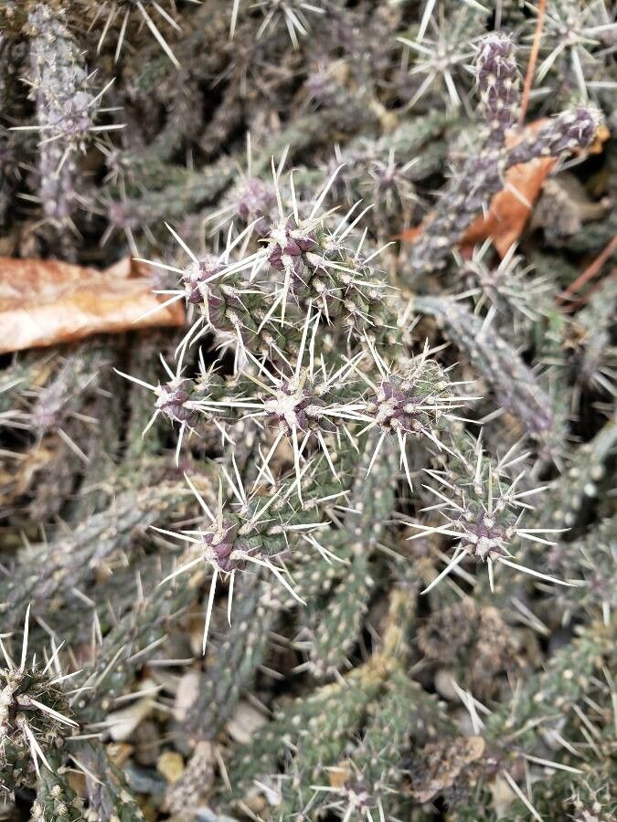 Cylindropuntia whipplei — houseplant care guide