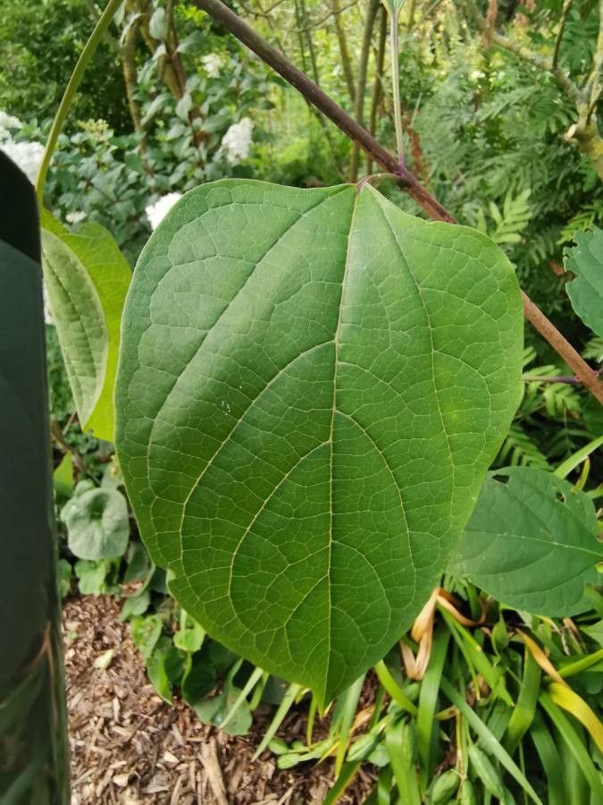 Clerodendrum tomentosum — search result for 'Clerodendrum'