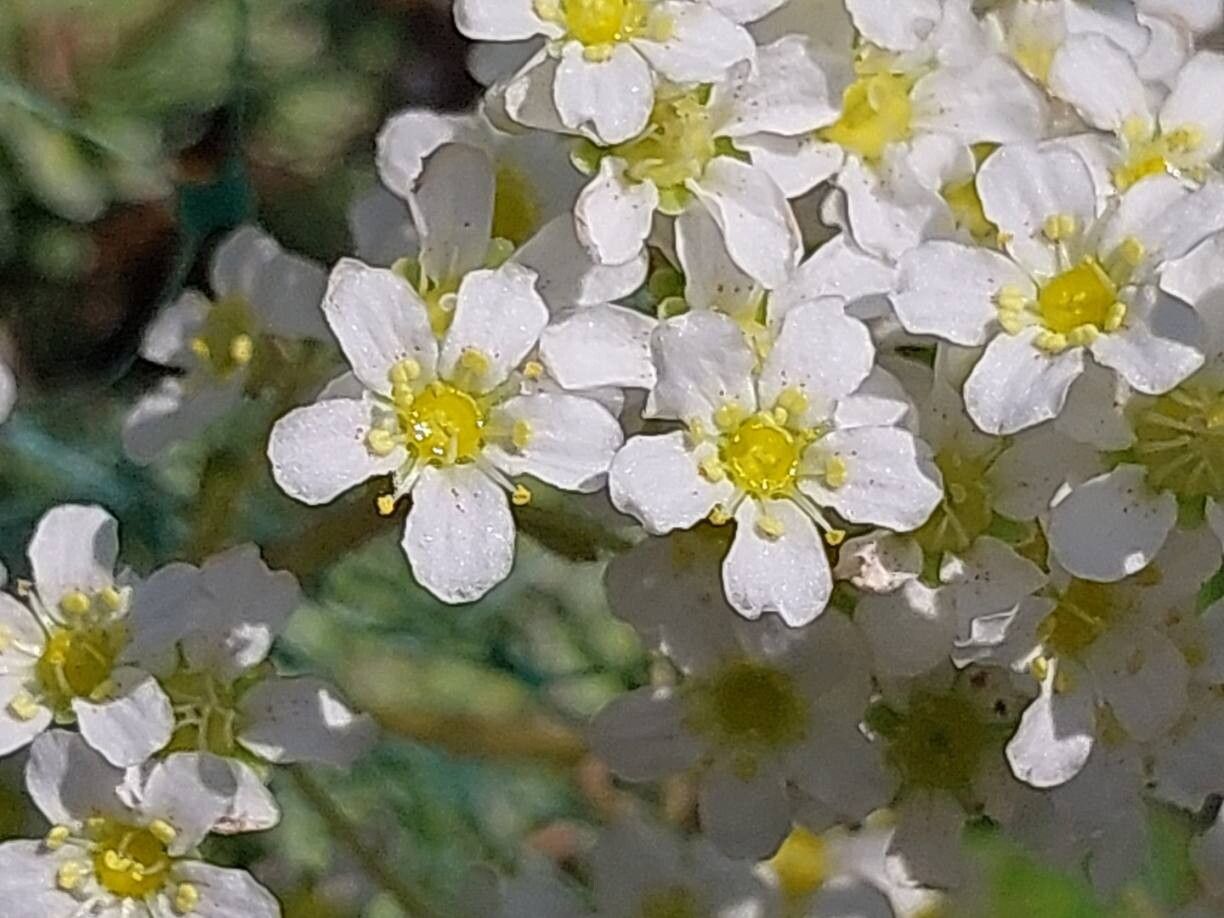 Saxifraga tricrenata flower