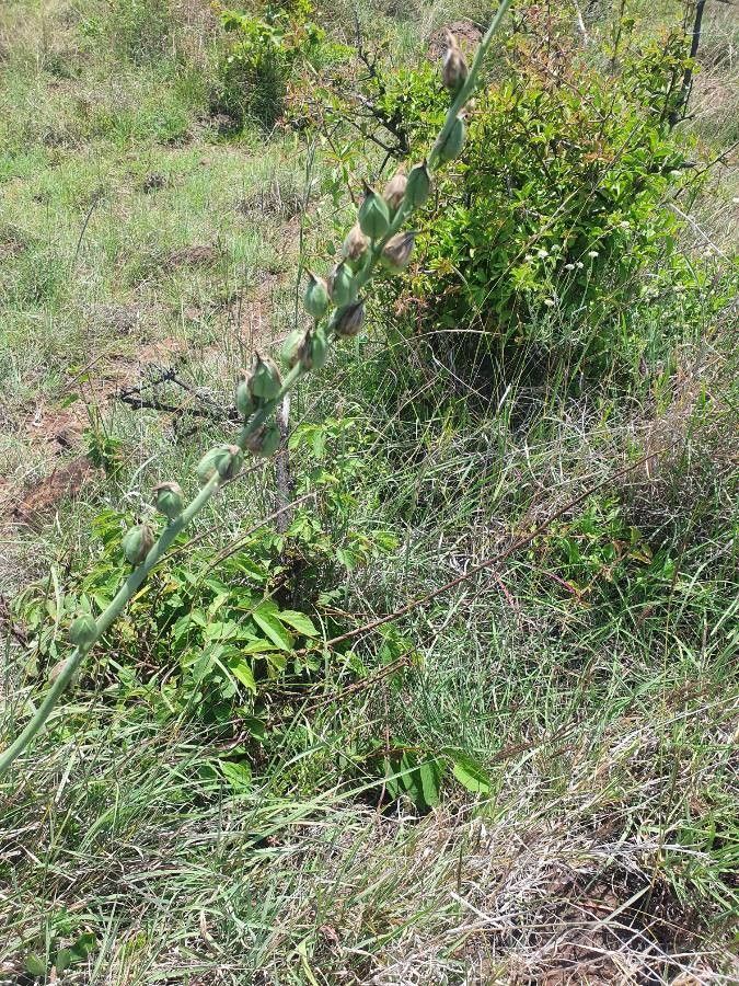 Albuca abyssinica fruit