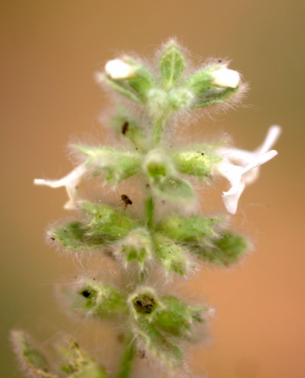 Sideritis briquetiana flower