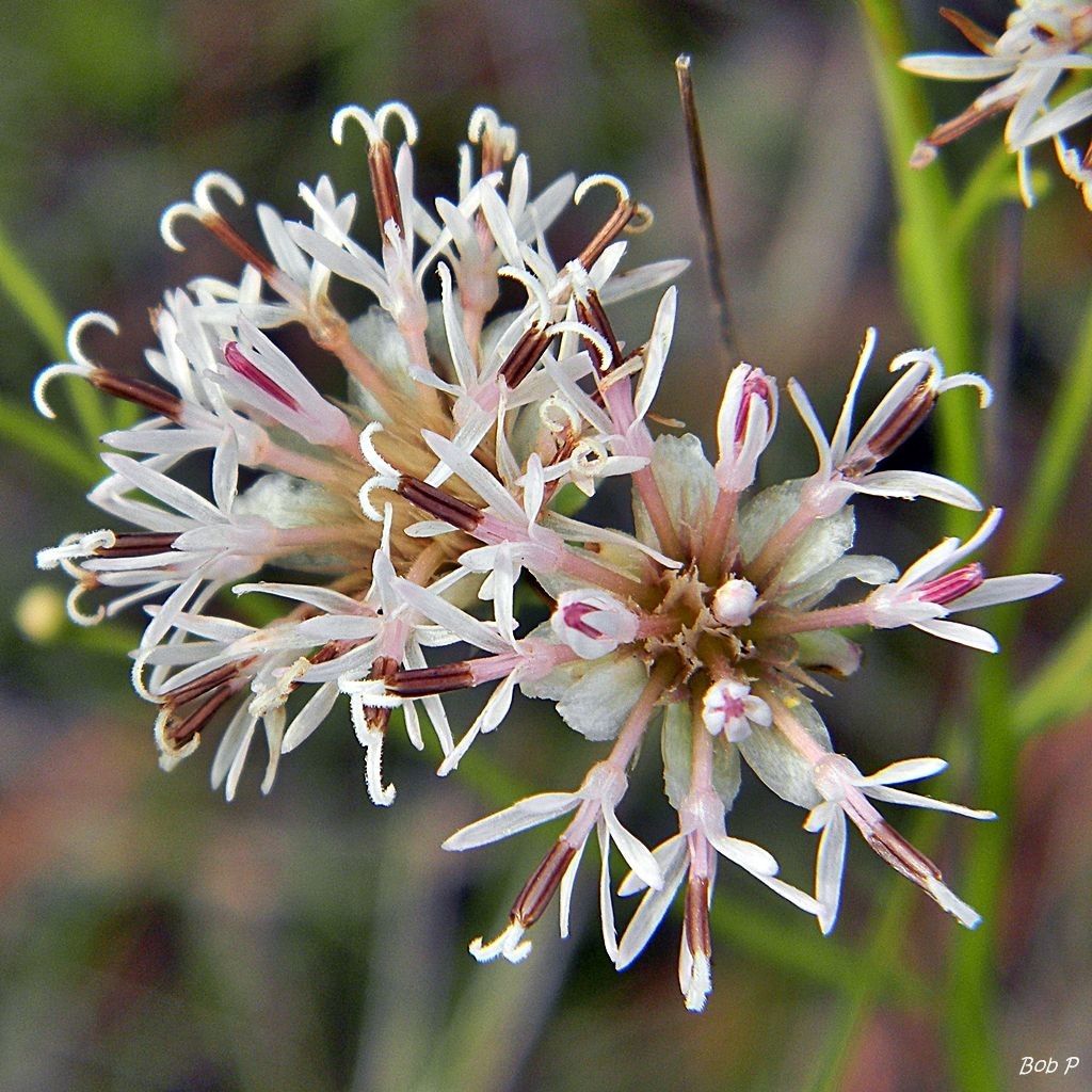 Palafoxia integrifolia — related species from the same genus
