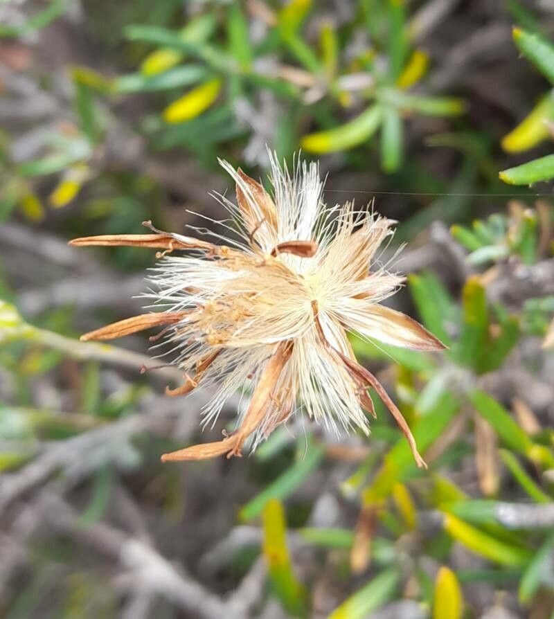 Senecio subulatus fruit