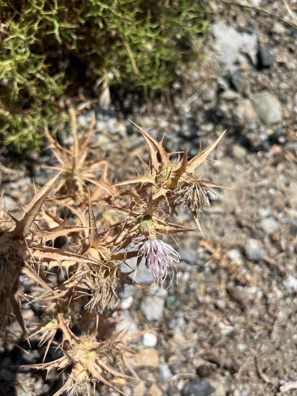 Carthamus dentatus flower