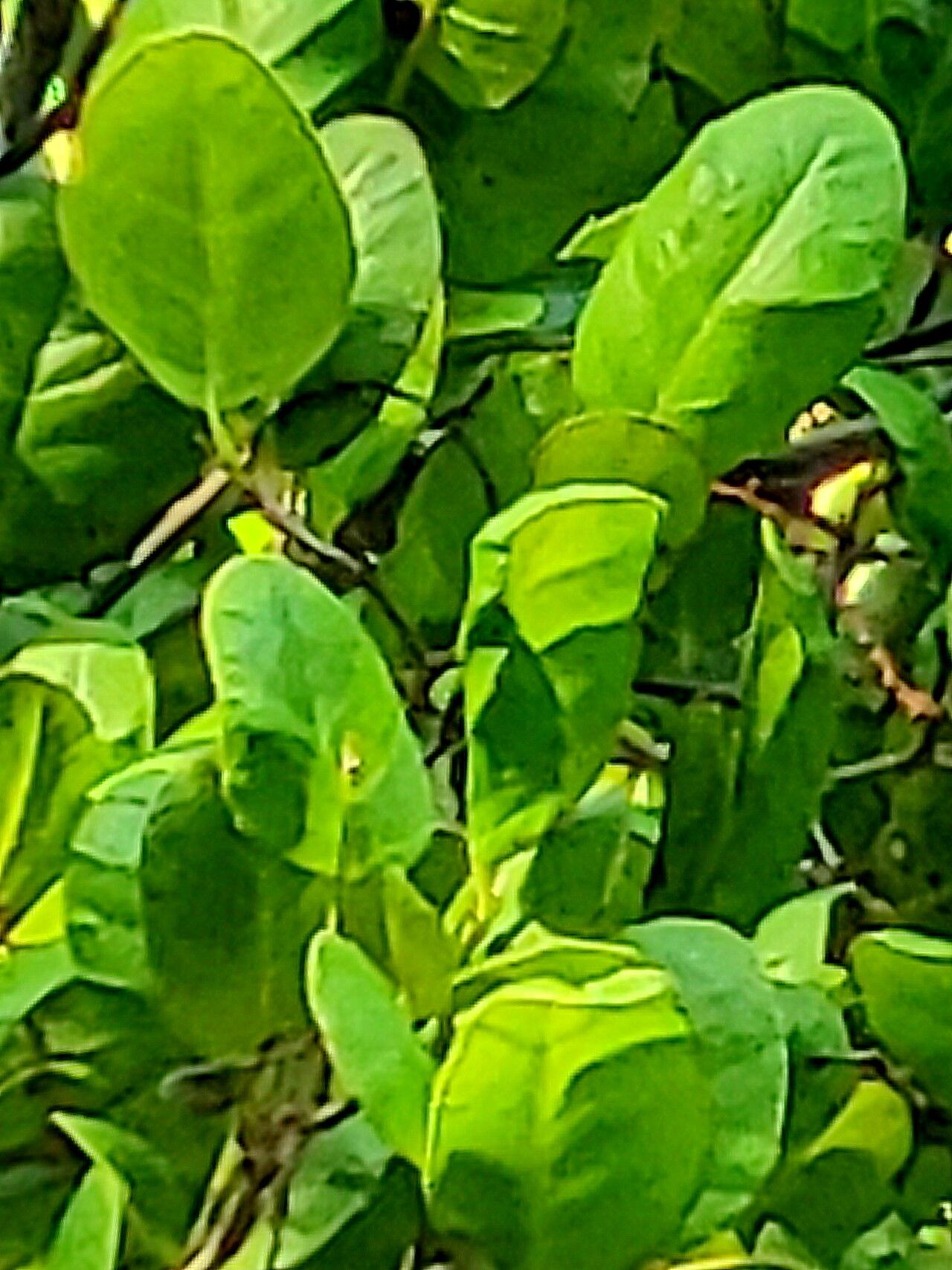 Coccoloba microstachya — houseplant care guide