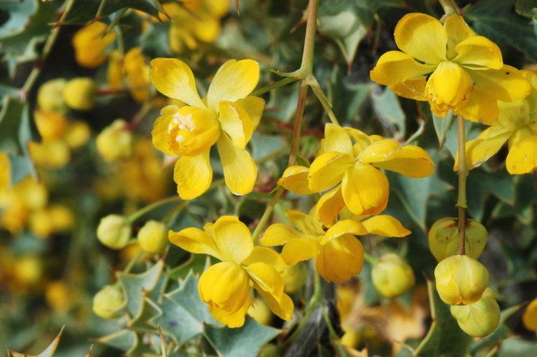 Berberis higginsiae flower