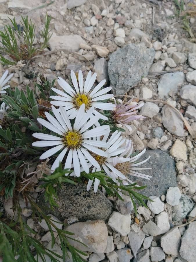 Townsendia exscapa — related species from the same genus