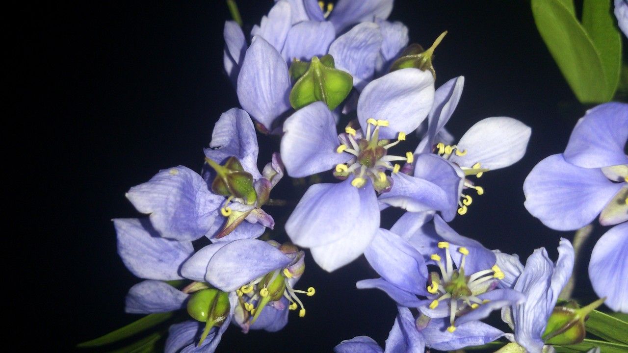 Guaiacum sanctum flower