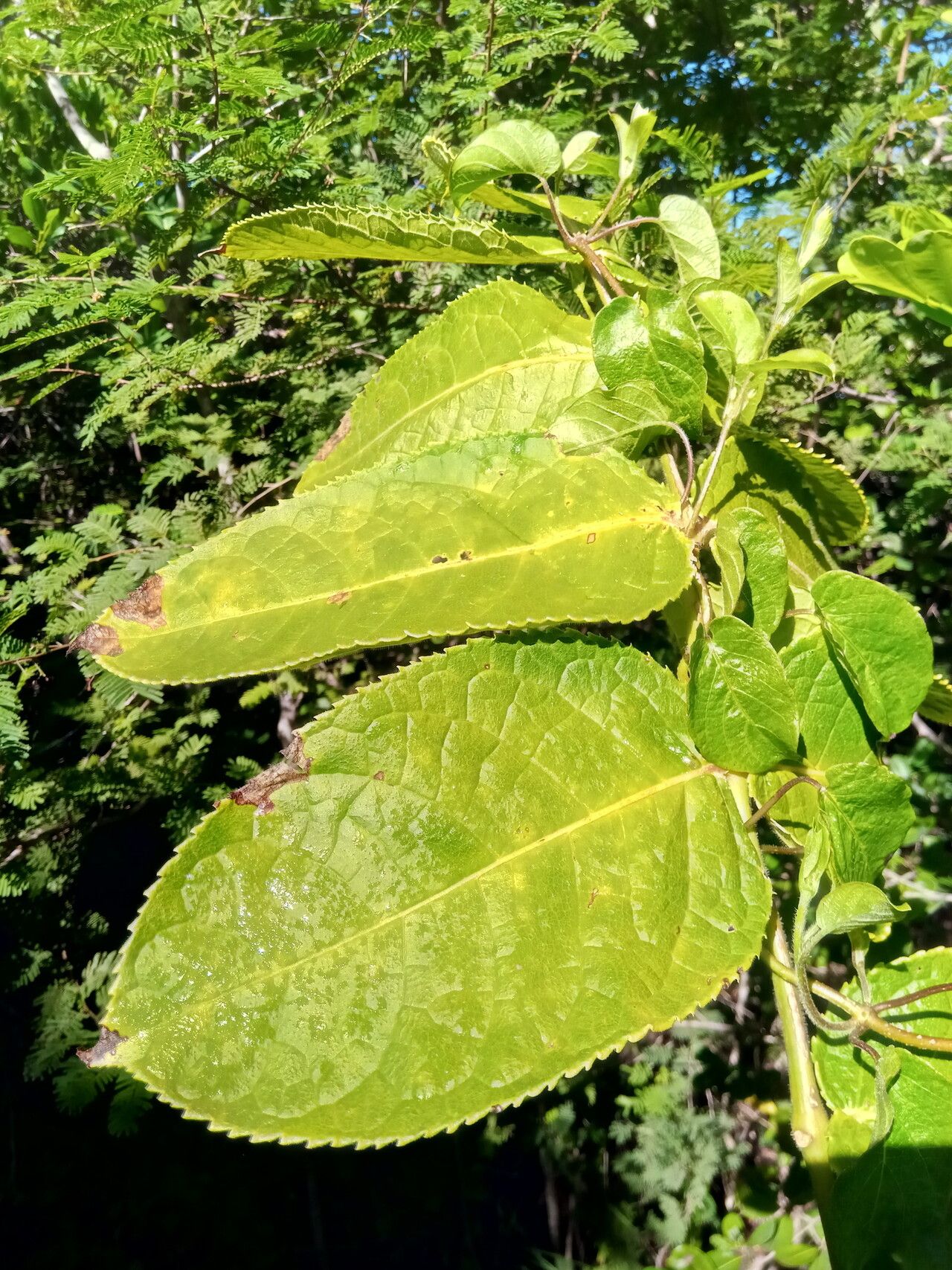 Commiphora grandifolia leaf