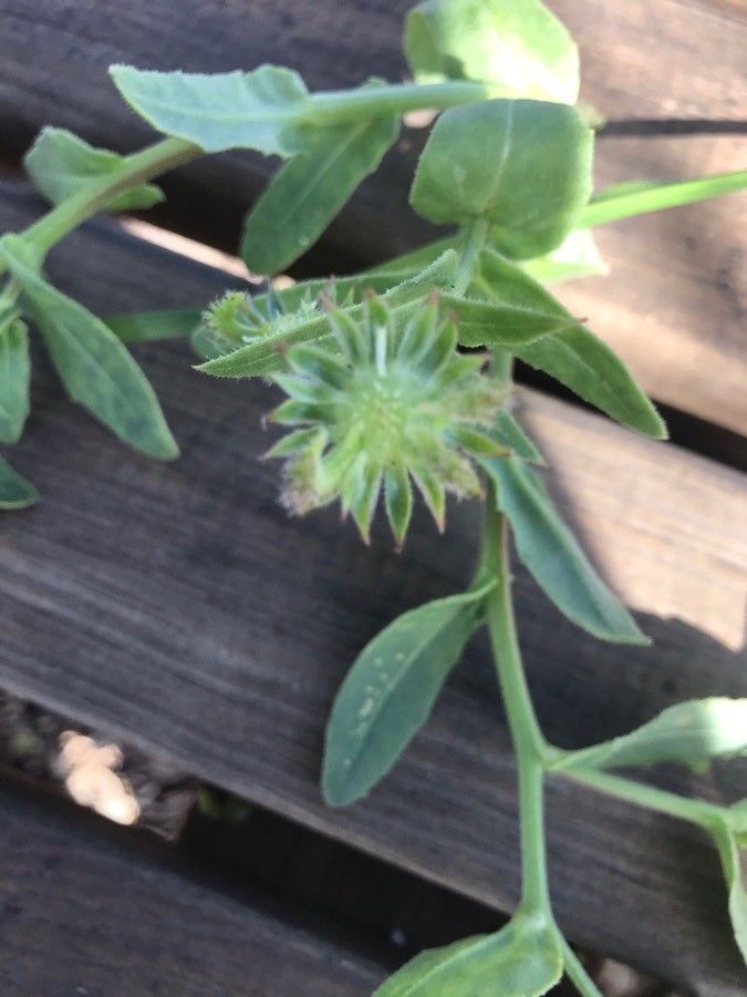 Calendula algeriensis fruit