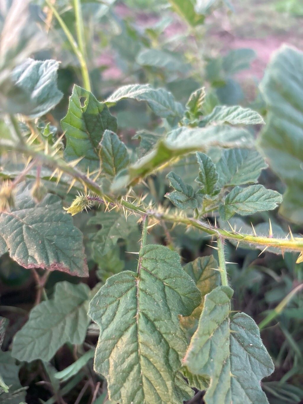 Solanum agrarium leaf