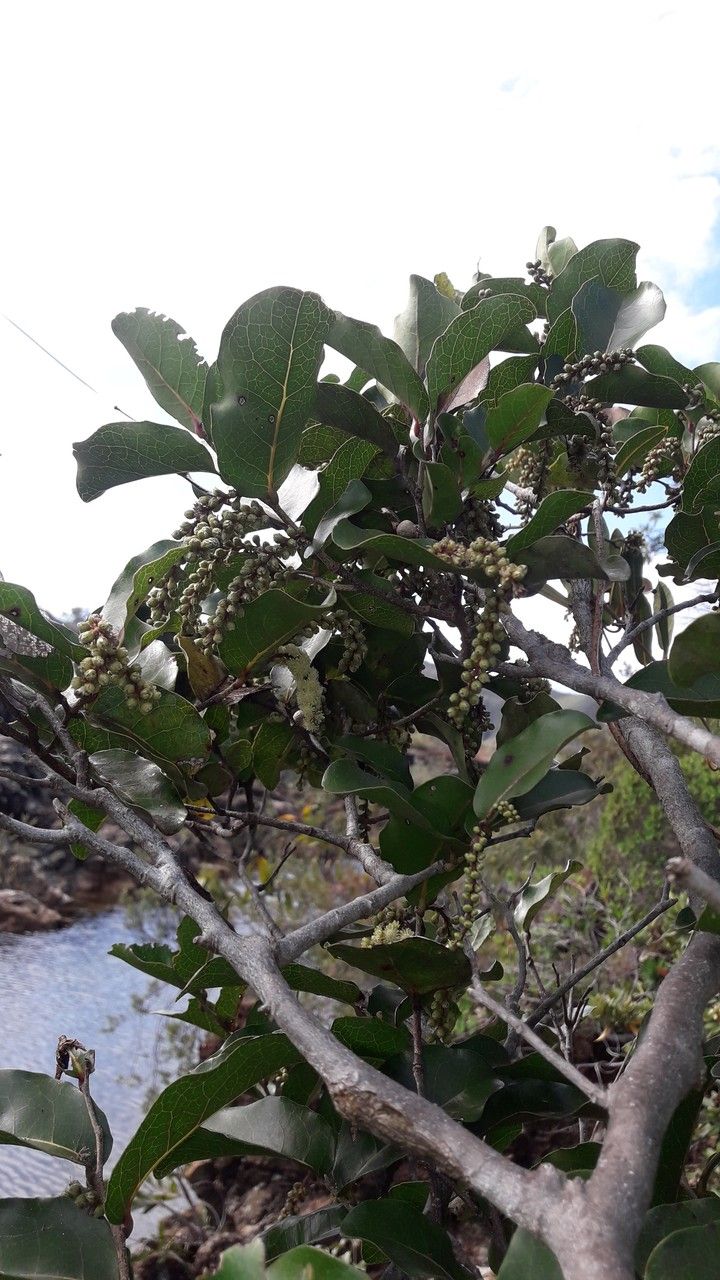 Homalium polystachyum habit