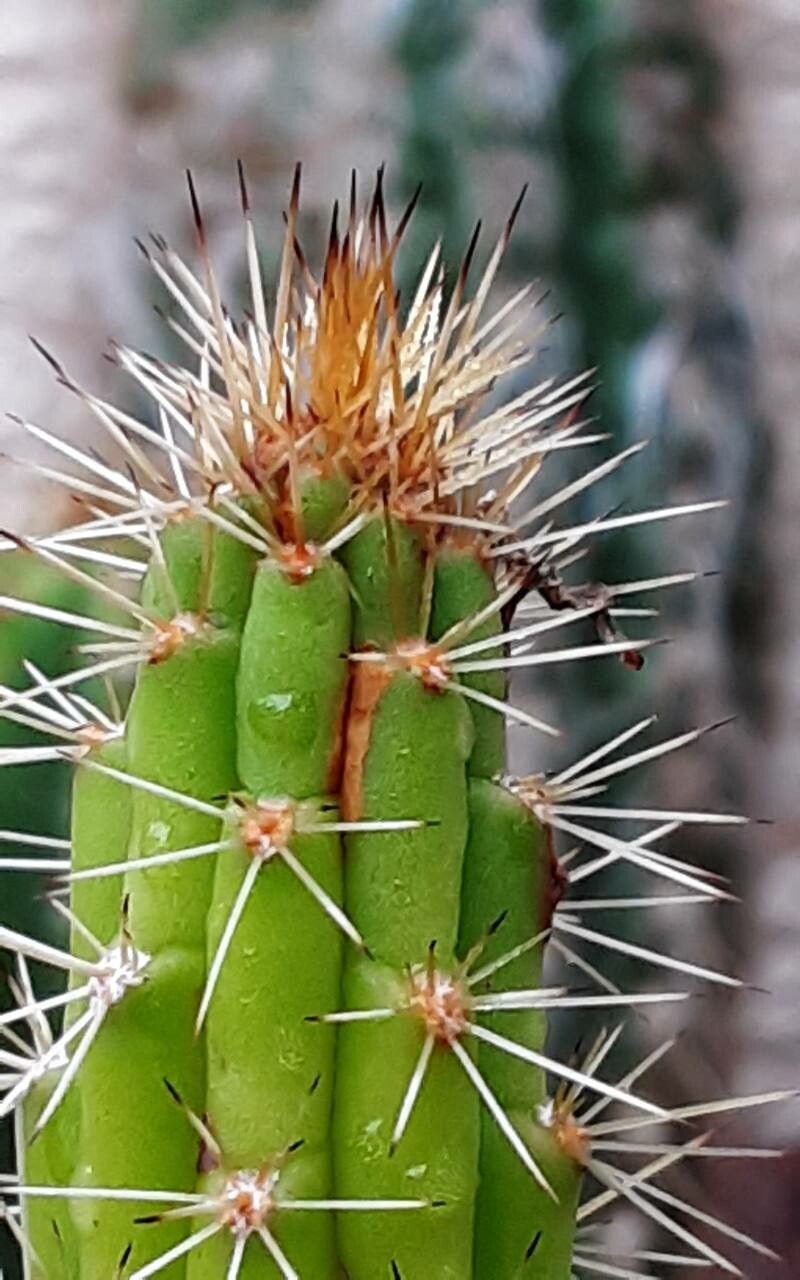 Harrisia fernowii — houseplant care guide