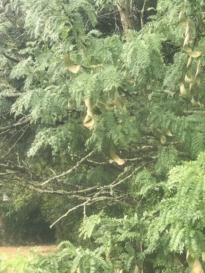 Vachellia xanthophloea — search result for 'Kenya'