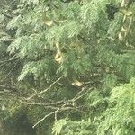 Vachellia xanthophloea