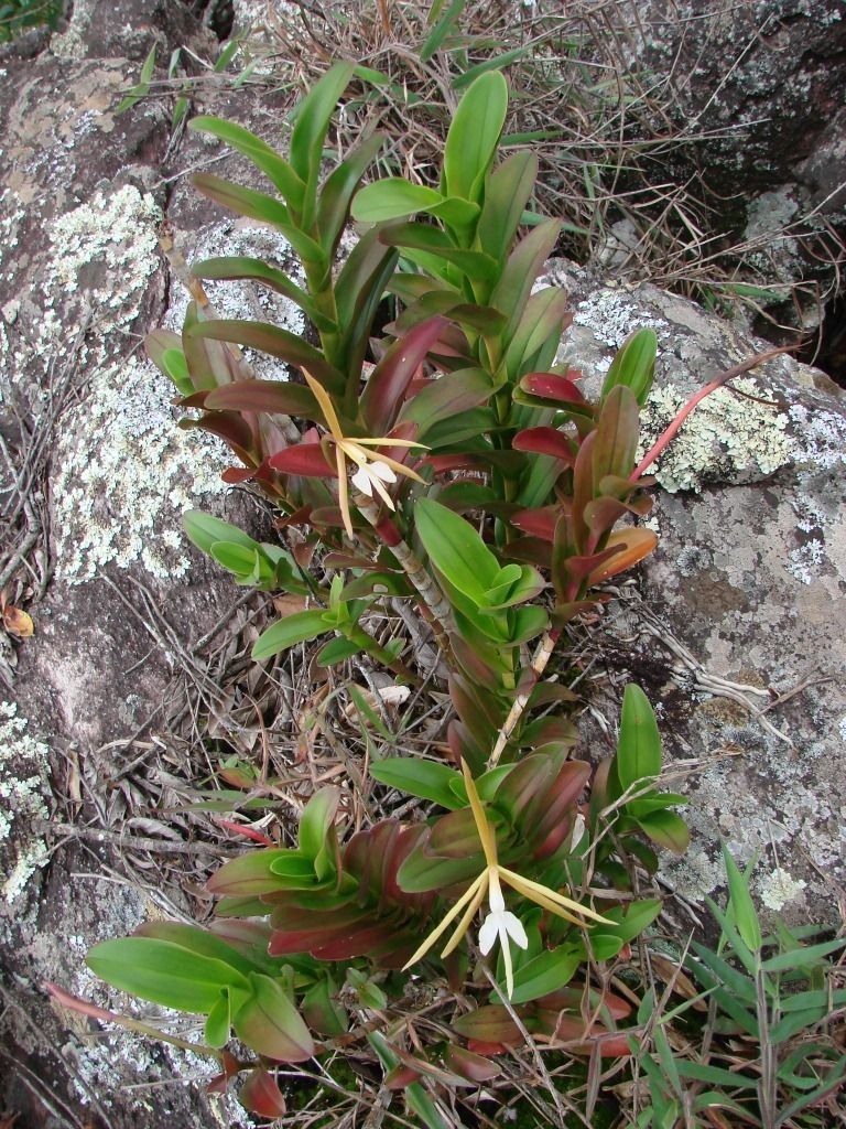 Epidendrum nocturnum habit
