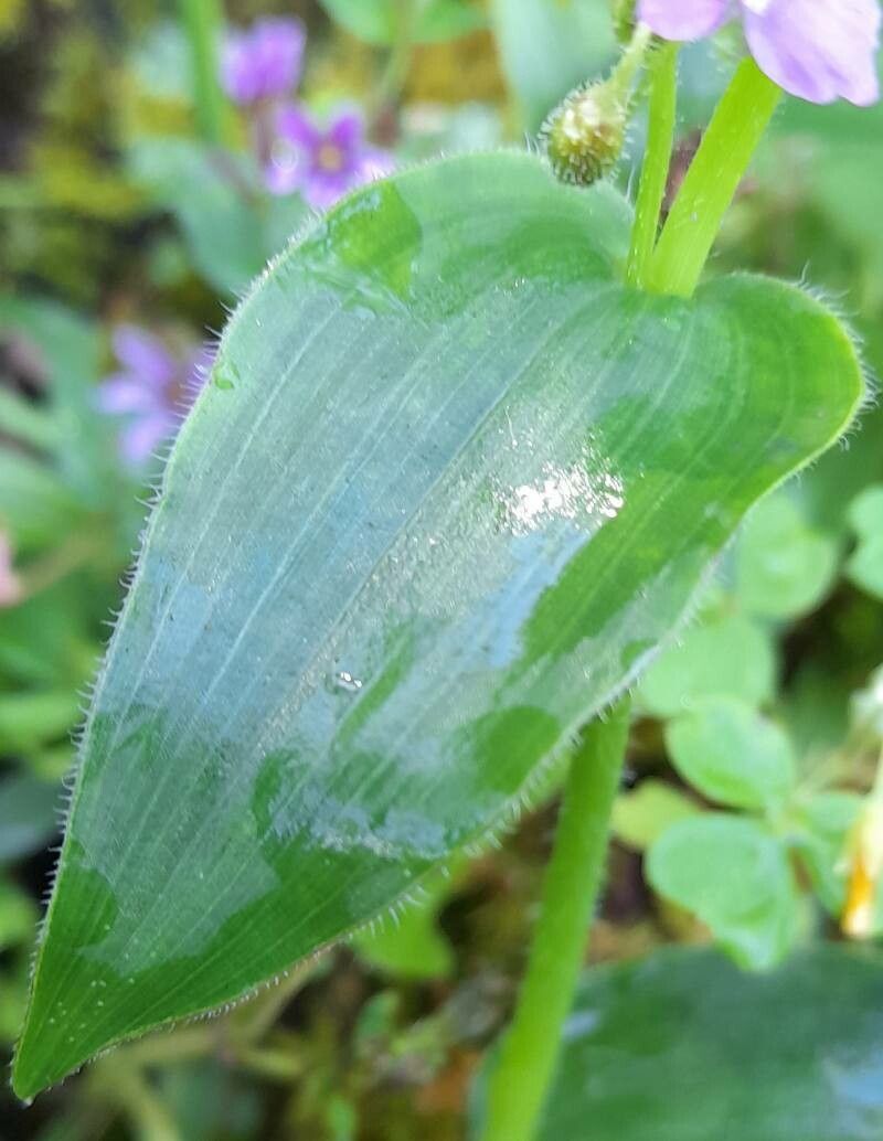 Callisia purpurascens — houseplant care guide