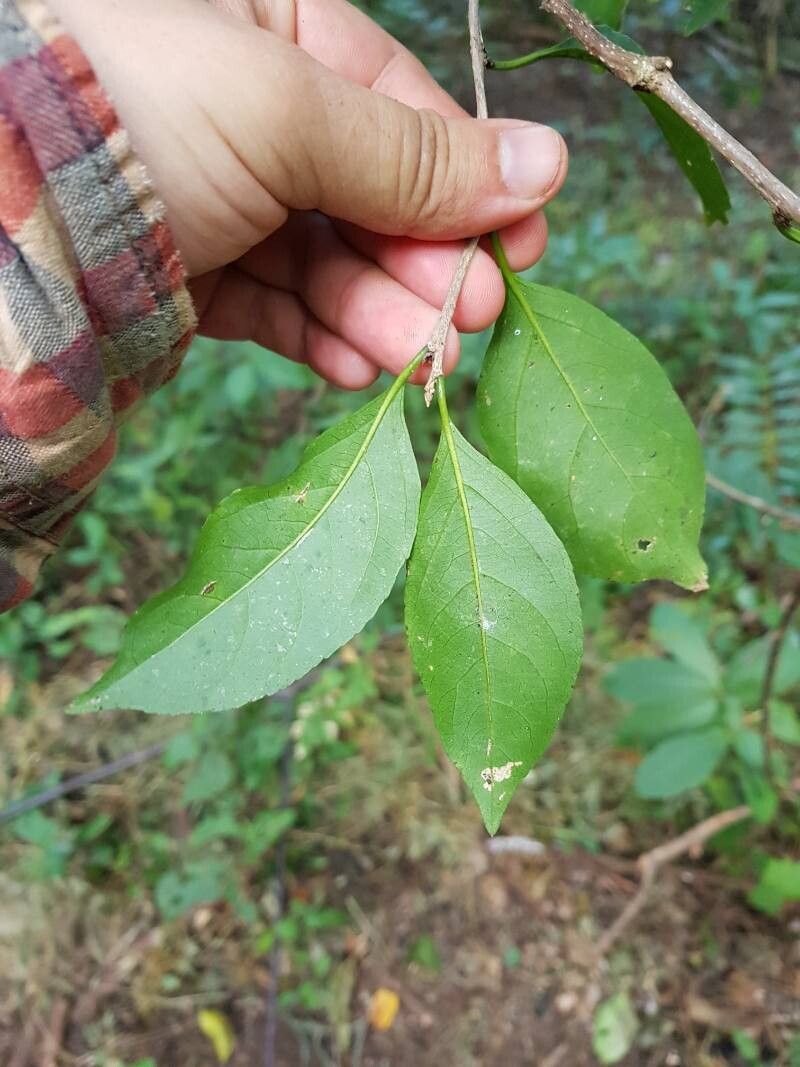 Casearia stjohnii — houseplant care guide