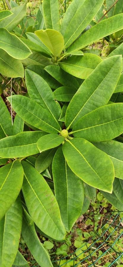 Rhododendron calophytum — houseplant care guide